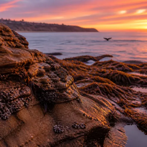 How Whale Viewpoint in La Jolla Shapes a Refined Whale‑Watching Stay in San Diego